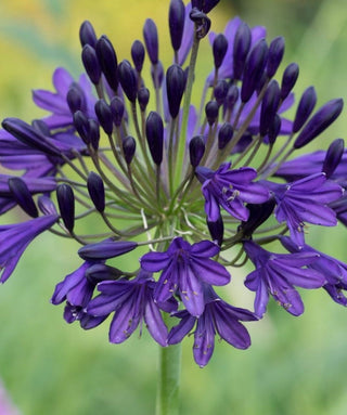 Agapanthus Regal Beauty