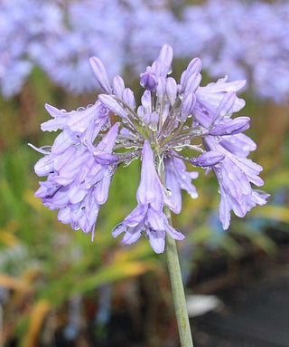 Agapanthus Rhone