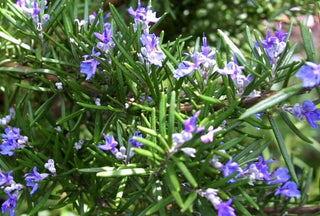 Rosmarino Lavandulaceus