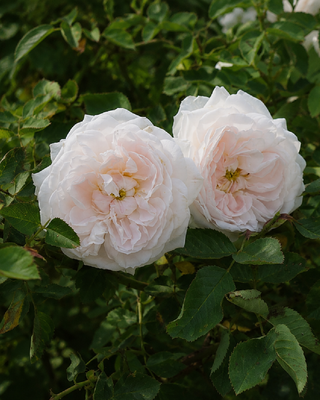 ROSA "AENNCHEN VON THARAU"