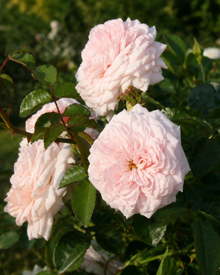 ROSA "AWAKENING"