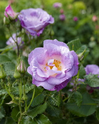 ROSA "BLUE FOR YOU" ®