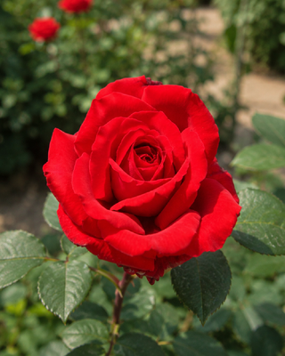 ROSA "BOTERO" ®