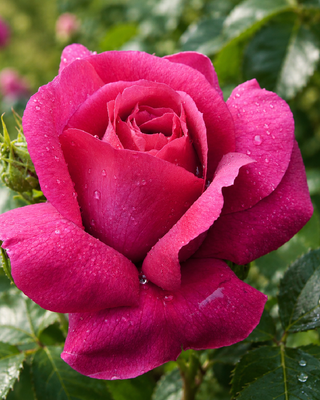 ROSA "CAPRICE DE MEILLAND" ®