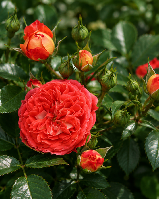 ROSA "CARMEN" ®