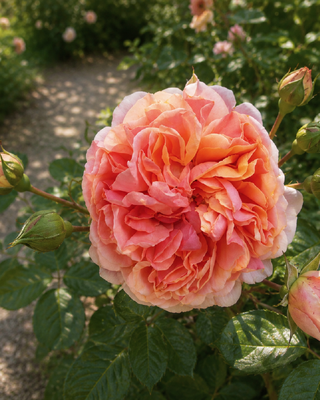 ROSA "CHIPPENDALE" ®