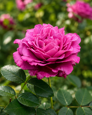 ROSA "CLAUDE BRASSEUR" ®