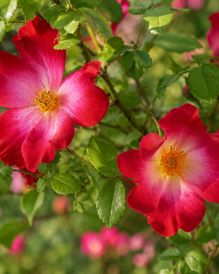 ROSA "COCKTAIL" ®