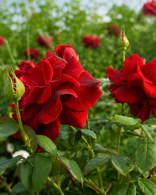 ROSA CRIMSON GLORY CLG