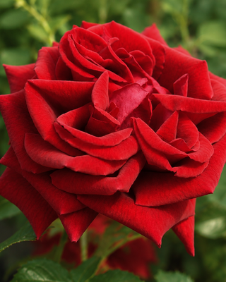 ROSA CRIMSON GLORY CLG