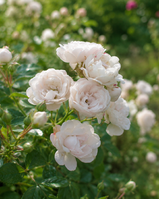 ROSA "CRYSTAL FAIRY" ®