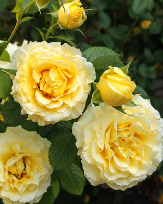 ROSA "CYRANO DE GERGERAC" ®