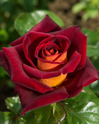 ROSA "EDDY MITCHELL" ®