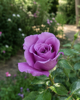 ROSA "EMINENCE"