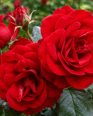 ROSA "EUROPEANA"