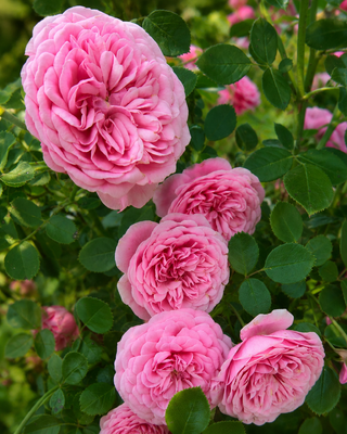 ROSA "EVA" ®