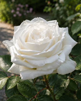 ROSA "GARDENIA" ®