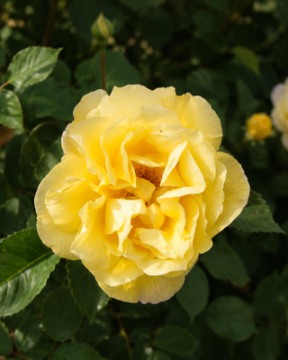 ROSA "GOLDEN GATE" ®