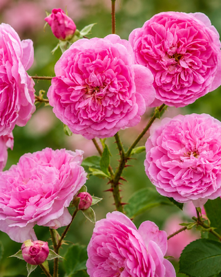 ROSA "HARLOW CARR" ®
