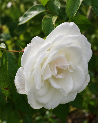 ROSA ICEBERG