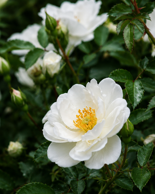 ROSA "INNOCENCIA" ®