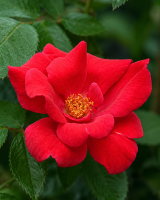 ROSA "KNOCK OUT" ®