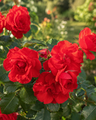 ROSA "LA SEVILLANA" ®