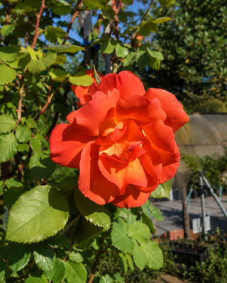 ROSA "LEA MASSARI" ®
