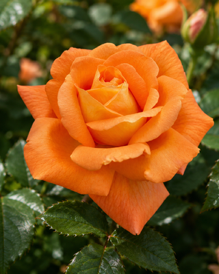 ROSA "LOUIS DE FUNÈS" ®