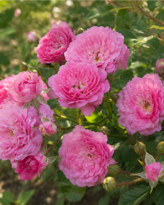 ROSA "LOVELY FAIRY" ®