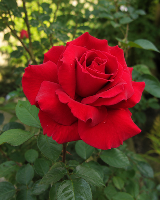 ROSA "MISTER LINCOLN"