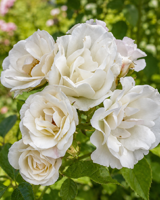 ROSA "MON JARDIN ET MA MAISON" ®