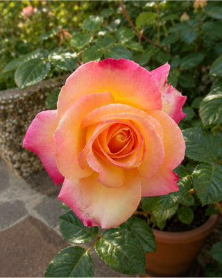 ROSA "ORIENTAL PEACE" ®