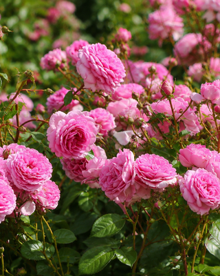 ROSA "OZEANA" ®
