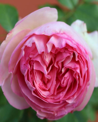 ROSA "PIERRE DE RONSARD" ®