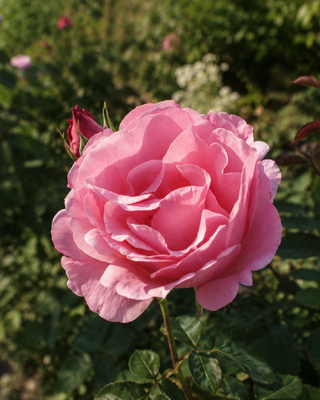 ROSA "QUEEN ELIZABETH"
