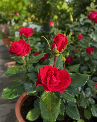 ROSA "ZEPETI" ®