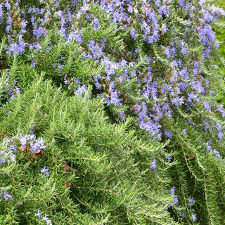 Rosmarinus Corsican Blue
