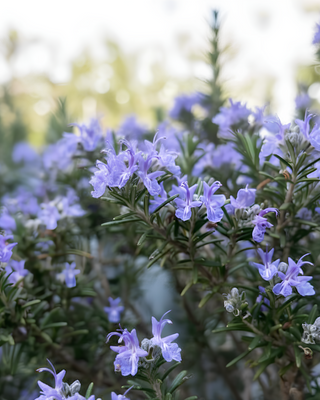 ROSMARINO PROSTRATO O STRISCIANTE