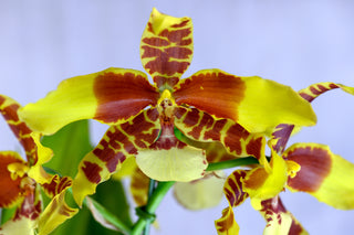 Rossioglossum