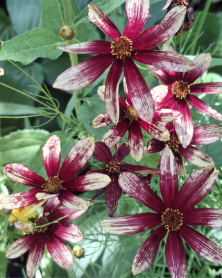 COREOPSIS "ROUTE 66"