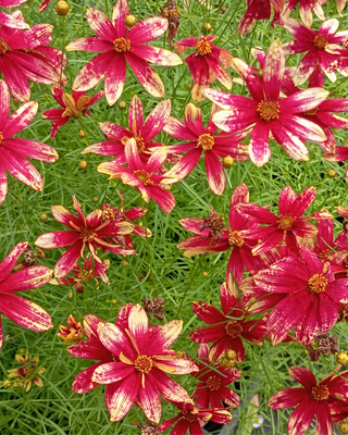 COREOPSIS "ROUTE 66"