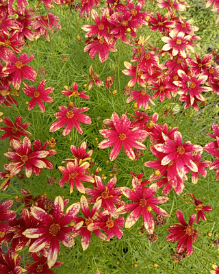 COREOPSIS "ROUTE 66"