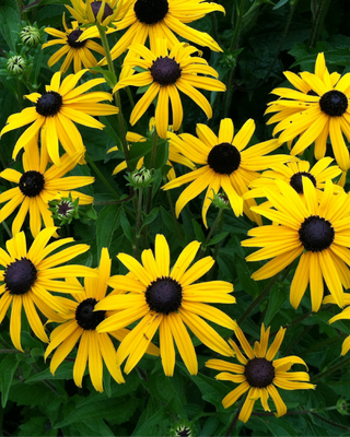 RUDBECKIA FULGIDA SULLIVANTI "GOLDSTURM"