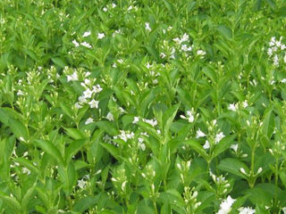 Weigela "Candida"