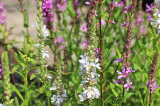 Salicaria colorata