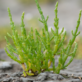 Salicornia o asparago di mare