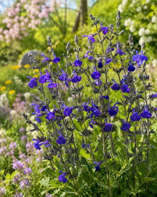 SALVIA "BLUE NOTE"