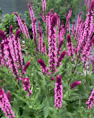 SALVIA NEMOROSA "CARADONNA PINK"