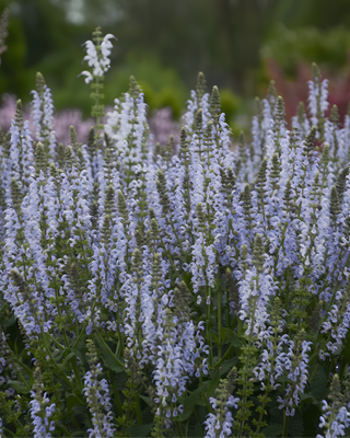 SALVIA NEMOROSA "CRYSTAL BLUE"